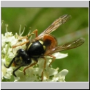 Vespula rufa - Rote Wespe 07.jpg